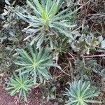 Euphorbia characias Foglia