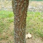 Anadenanthera colubrina പുറംതൊലി