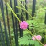 Mimosa diplotricha പുഷ്പം
