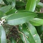 Avicennia germinans Leaf