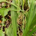 Dactylorhiza insularis Leaf