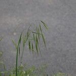 Bromus sterilis 花