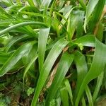 Albuca bracteata Leht