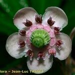 Chimaphila umbellata Kwiat