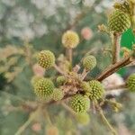 Leucaena leucocephala花