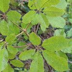 Vitex madiensis Folha