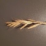 Helictochloa bromoides Fula