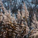 Phragmites australis 葉