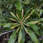 Morella cerifera Hoja