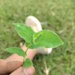 Arthraxon hispidus Leaf