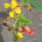 Cajanus cajan Virág