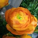 Ranunculus asiaticusÕis