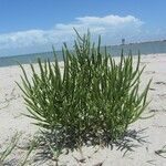 Salicornia bigelovii Habit