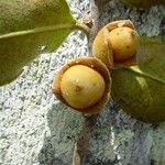 Diospyros yaouhensis Fruit