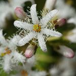 Menyanthes trifoliata 花