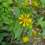 Helenium autumnaleBlomst