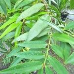 Araucariaceae