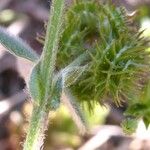 Medicago minima Fruit