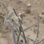 Strigosella africana Fruto
