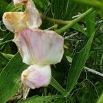 Lathyrus odoratus Flower