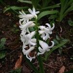 Hyacinthus orientalis Fiore