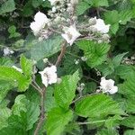 Rubus pruinosus অভ্যাস