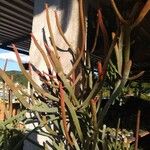 Euphorbia enterophora