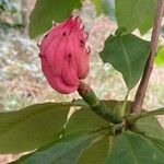 Magnolia tripetala Květ