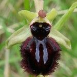 Ophrys incubacea Övriga