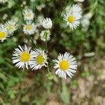 Erigeron strigosus Muhl. ex Willd.Цветок