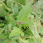 Knautia arvensis Leaf