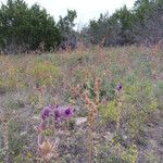 Eryngium leavenworthii Συνήθη χαρακτηριστικά