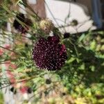 Scabiosa atropurpureaKwiat