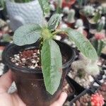 Dorstenia foetida পাতা