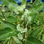 Caryopteris × clandonensis Çiçek