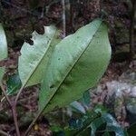Eugenia ovigera Leaf