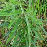 Crotalaria brevidens Φύλλο