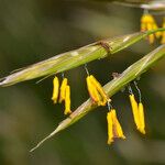 Bromopsis erecta 花