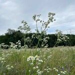 Erigeron strigosus Fula