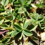 Trifolium alpinum Fuelha