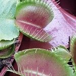 Dionaea muscipula Folla