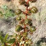 Ricinus communis Frugt