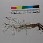 Carex cercostachys Otro