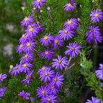 Felicia fruticosa Flor