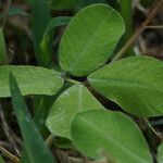 Arachis pintoi Fuelha