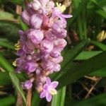 Liriope muscari 花