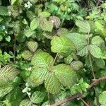 Rubus ferus Folha