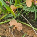 Commelina reptans പുഷ്പം