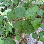 Alnus alnobetula 葉