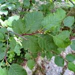 Alnus alnobetula Liść